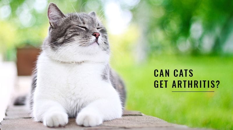 Can Cats Get Arthritis? Can Cats Get Arthritis?